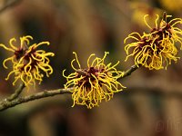Kalm201401 Hamamelis zn gelb 4894